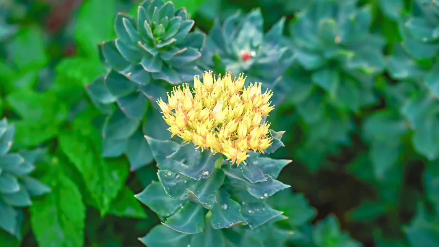 Rhodiola Root