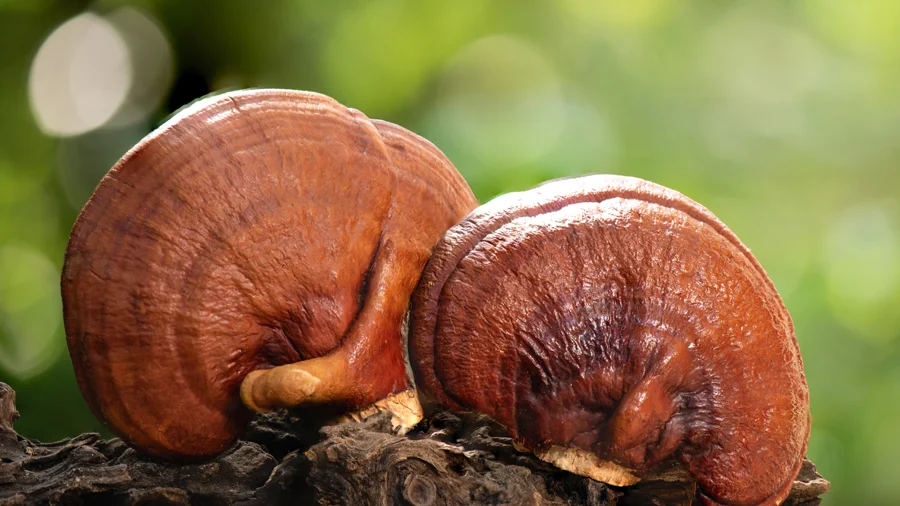 Reishi